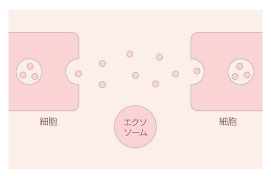 エクソ ザ ラボ. セラム10ml(ボタニカルエクソソーム高含有美容液)