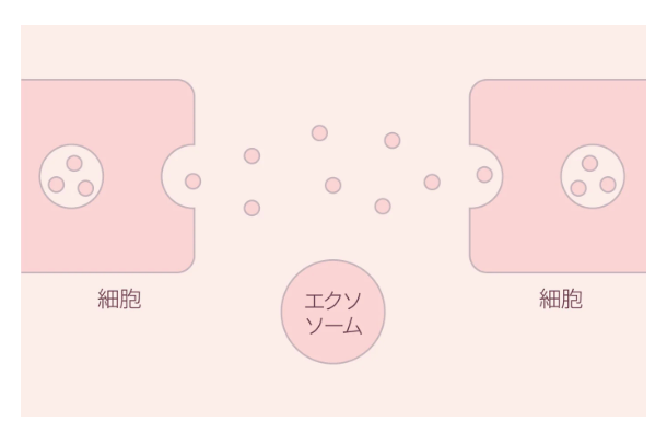エクソ ザ ラボ. セラム10ml（ボタニカルエクソソーム高含有美容液）